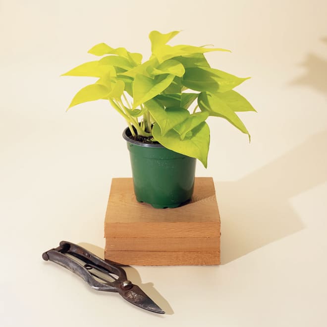 Epipremnum Aureum