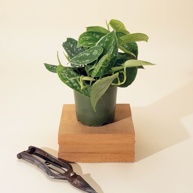 Trending plant