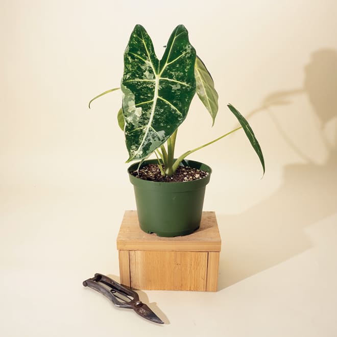 Garden plant