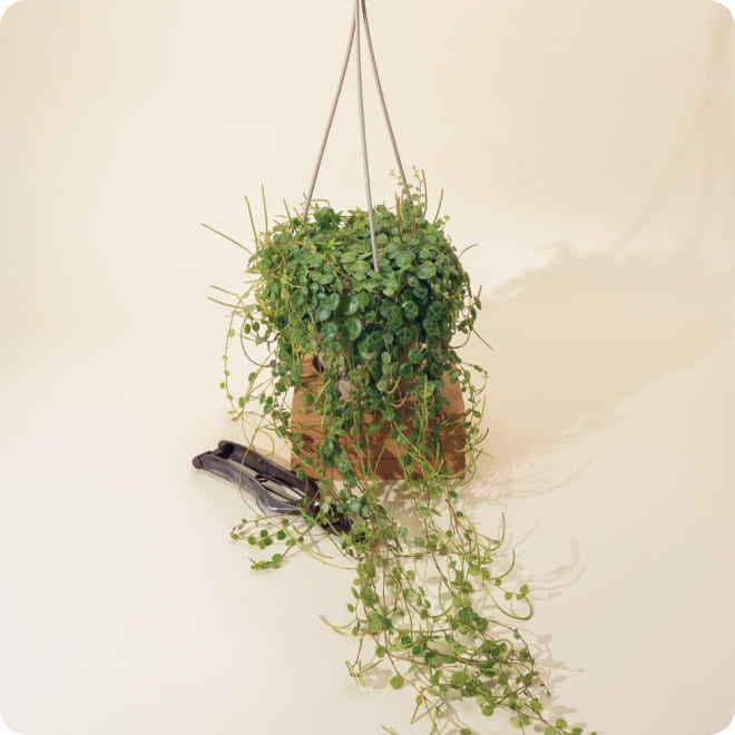 Garden plant