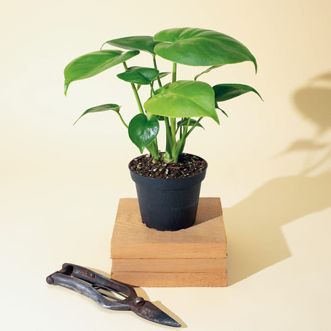 Garden plant