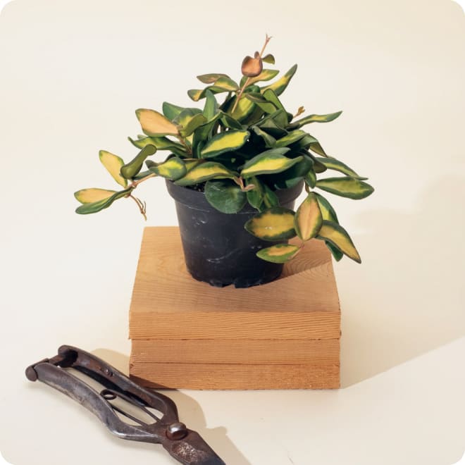 Garden plant