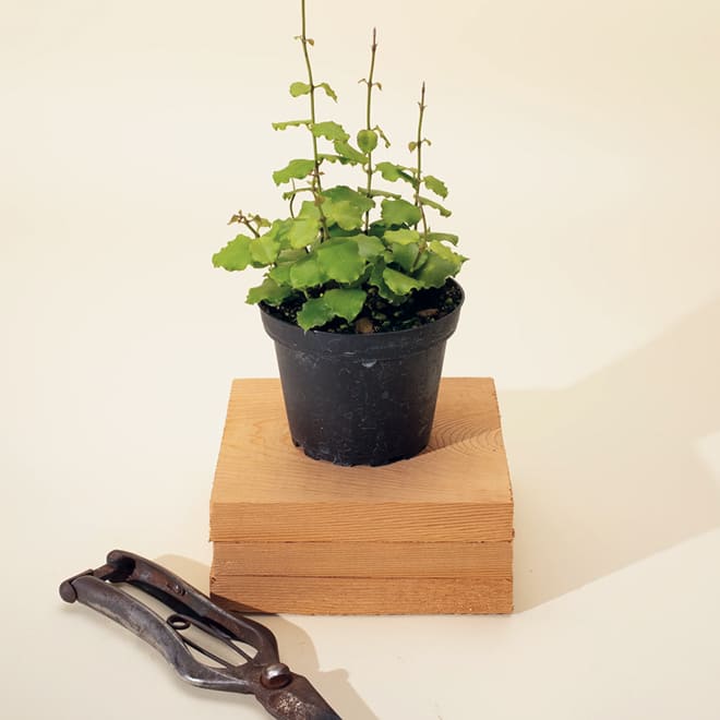 Trending plant