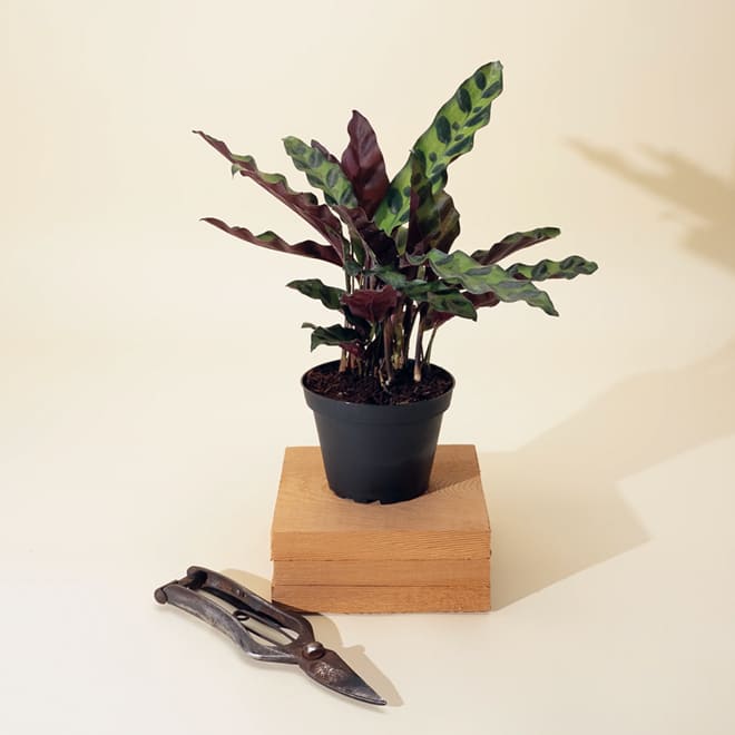 Trending plant