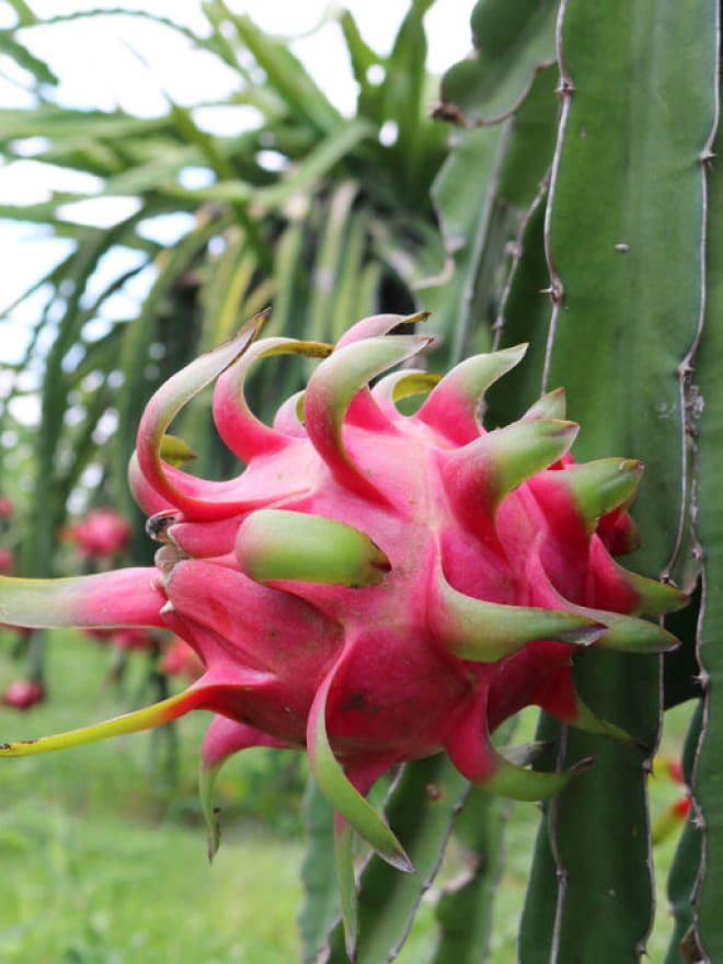 Organic Dragon Fruit